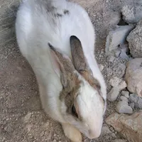 خرگوش دست آموز