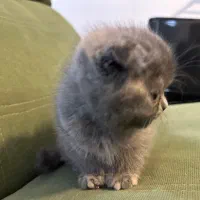 اسکاتیش بریتیش فولد و انفولد همراه با مادر|گربه|کرمانشاه, |دیوار