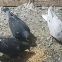 جوجه پلاکی|پرنده|هریس, |دیوار