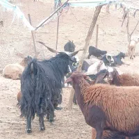 نربز|حیوانات مزرعه|بیرانوند, |دیوار