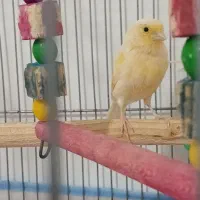 قناری جفت نر و ماده|پرنده|میناب, |دیوار