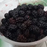 شاتوت