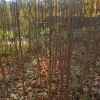 نهال گیلاس لاپینز امریکایی|خدمات باغبانی و درختکاری|زاینده رود, |دیوار