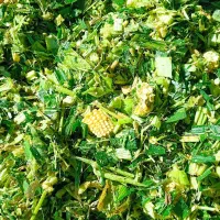 ذرت علوفه‌ای