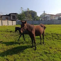 مادیان شکم پر با یک راس اسب|اسب و تجهیزات اسب‌سواری|لاهیجان, آهندان|دیوار