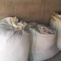 کاه گندم تازه درو شده