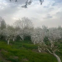 586-متر-باغ-سیب-در-همندوادان-کوچه-زنبق