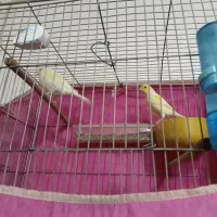 یه جفت قناری درجه یک|پرنده|فارسان, |دیوار