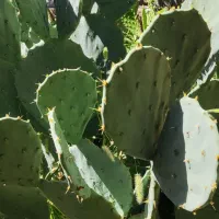 تعدادی کاکتوس غولپیکر از یک‌متری تا ۳۰ سانت