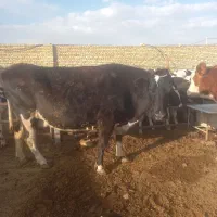 گاوشیری|حیوانات مزرعه|ساروق, |دیوار