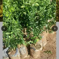 نماینده وخریدار نهال مرکبات وسیاه درخت  می‌باشم