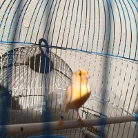 قناری نر|پرنده|سراوان, |دیوار