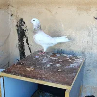 کفتر موشی