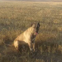 سگ سرابی