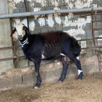 گوسفندشیشک قوچ پلنگی بروجردی لخت|حیوانات مزرعه|مرزیکلا, |دیوار