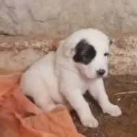توله سگ