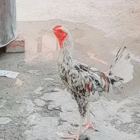جوجه خروس لاری|حیوانات مزرعه|زابل, |دیوار