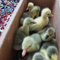 جوجه غاز و قو غاز