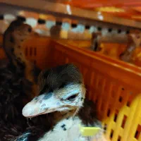 پکیج کامل جوجه کشی شترمرغ|لوازم جانبی حیوانات|کاشان, نوش آباد|دیوار