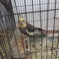 ۶ عدد طوطی عروس هلندی|پرنده|شوشتر, |دیوار