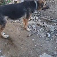 سگ ژرمن ماده شکم طلا|سگ|فومن, |دیوار