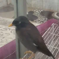 مرغ مینا|پرنده|تربت‌حیدریه, ۴۵ متری|دیوار