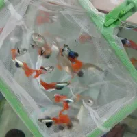 فروش ماهی گوپی