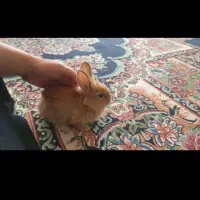 خرگوش لوپی