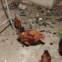 خروس یک ساله|حیوانات مزرعه|تبریز, |دیوار