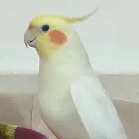 عروس هلندی لوتینو