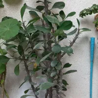 گل آلوورا پر|گل و گیاه طبیعی|رشت, جانبازان|دیوار