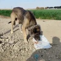 سگ سرابی|سگ|اسلامشهر, شاطره|دیوار