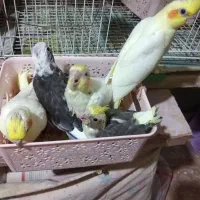 جوجه عروس هلندی سرلاکی|پرنده|گرگان, |دیوار