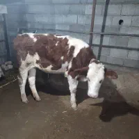 ثمینتال قرمز|حیوانات مزرعه|آمل, |دیوار