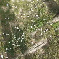 اجاره آپارتمان ۱۰۰ متری ۲ خوابه طبقه ۲ در فلاح