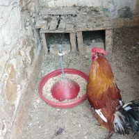 خروس گلین|حیوانات مزرعه|قم, انصار‌الحسین|دیوار