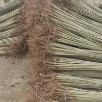 فروش نهال کبوده و صنوبر و گردو در نهالستان