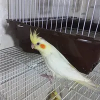 عروس هلندی نرمخور دونخوردستی بالغ نرماده مرغ مینا|پرنده|شیراز, پودنک|دیوار
