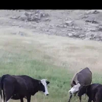 گاو