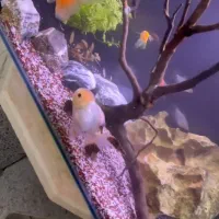 آکواریوم فروشی