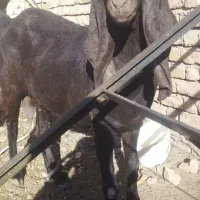 بزپاکستانی ابستن|حیوانات مزرعه|تربت‌حیدریه, پائین ولایت|دیوار