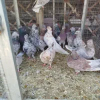 همدانی سرور|پرنده|اصفهان, ارغوانیه|دیوار