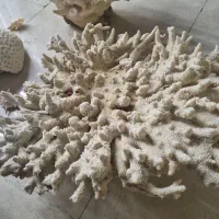 مرجان دریایی تنپ کوچک/ زیبا|ماهی|شیراز, شهرک فرزانگان|دیوار