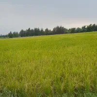 زمین-کشاورزی-یک-هکتاری