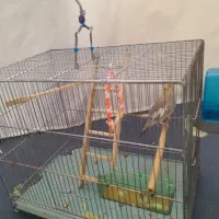 عروس هلندی|پرنده|مریوان, |دیوار