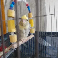 عروس هلندی گم شده