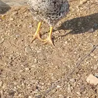 دو عدد خروس محلی|حیوانات مزرعه|بشاریات, |دیوار