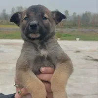 توله سگ مالینویز اصیل بلژیکی