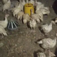 خروس مرغ غاز بوقلمون  بیوتیک