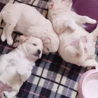 واگذاری توافقی